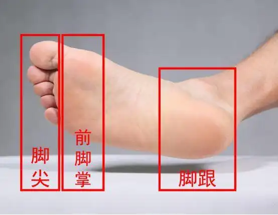 从下图中可以清晰看到脚尖,前脚掌,中足,脚跟,究竟指的是足底什么部位