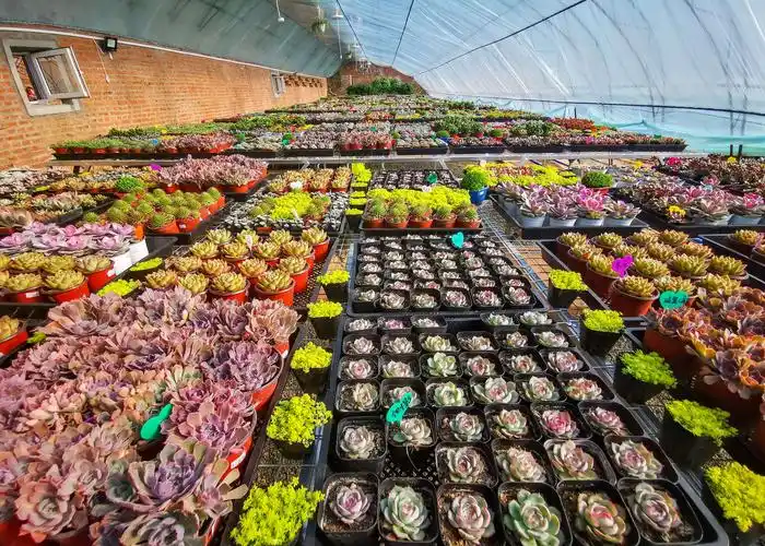 珲春多肉植物基地