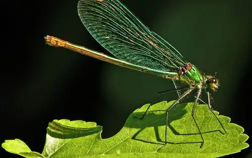 蜻蜓,昆虫,绿叶 桌布 - 1920x1200