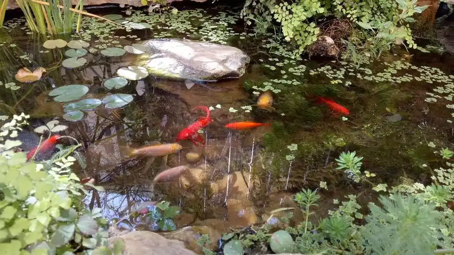 diy生态小池塘(续集) ————周岁记