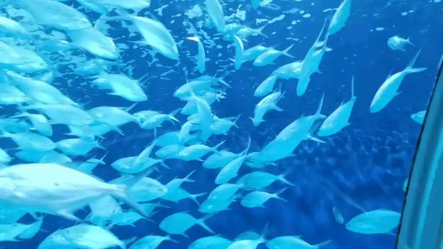 旋转蓝色小鱼78～(07ε` )