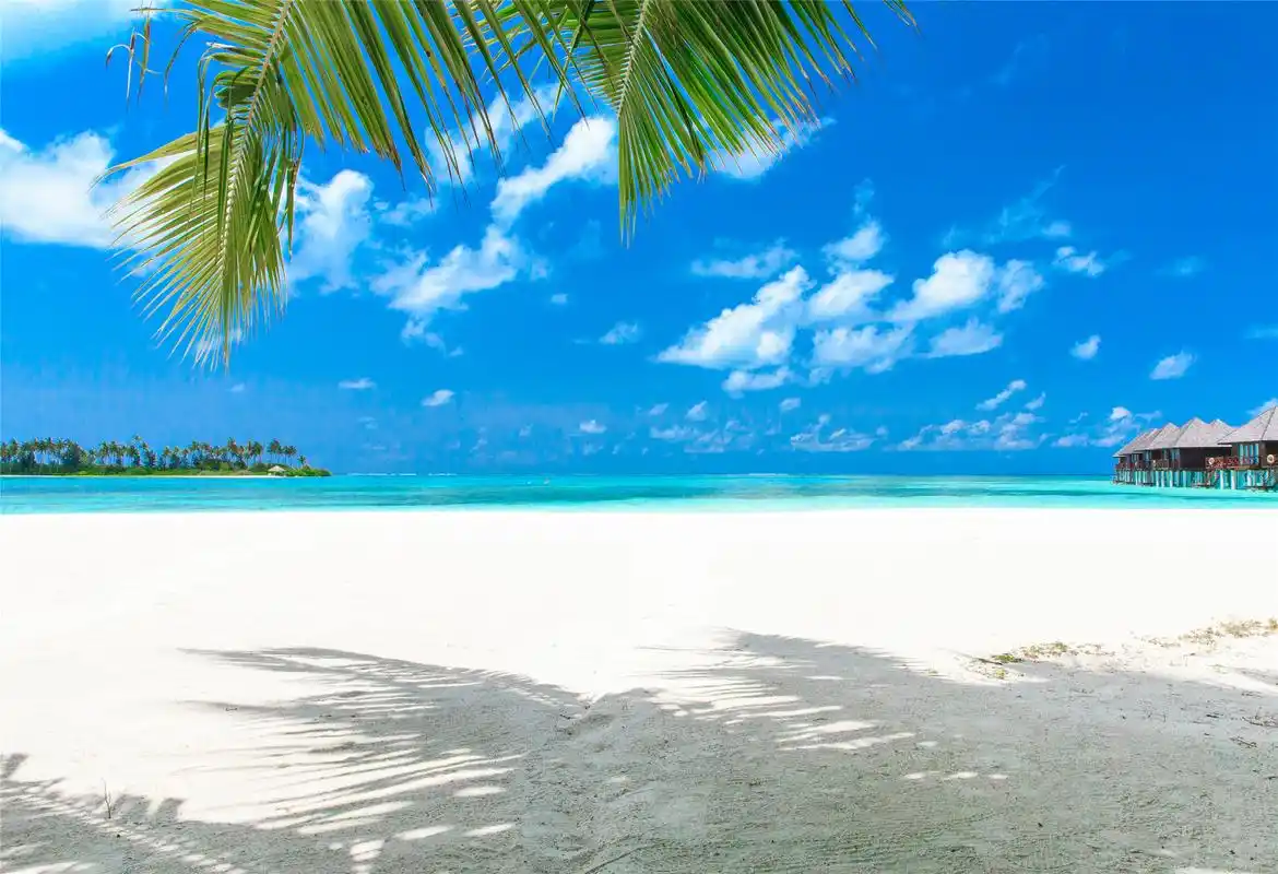 蓝天,白云,绿油油的椰子树,让我们尽情享受大自然的馈赠吧.