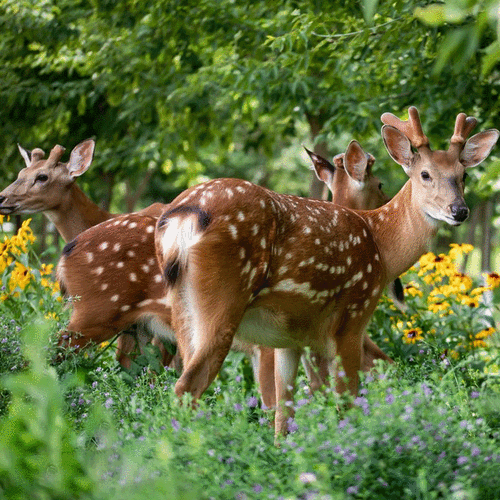 动物租赁_萌宠出租_马戏团展示表演