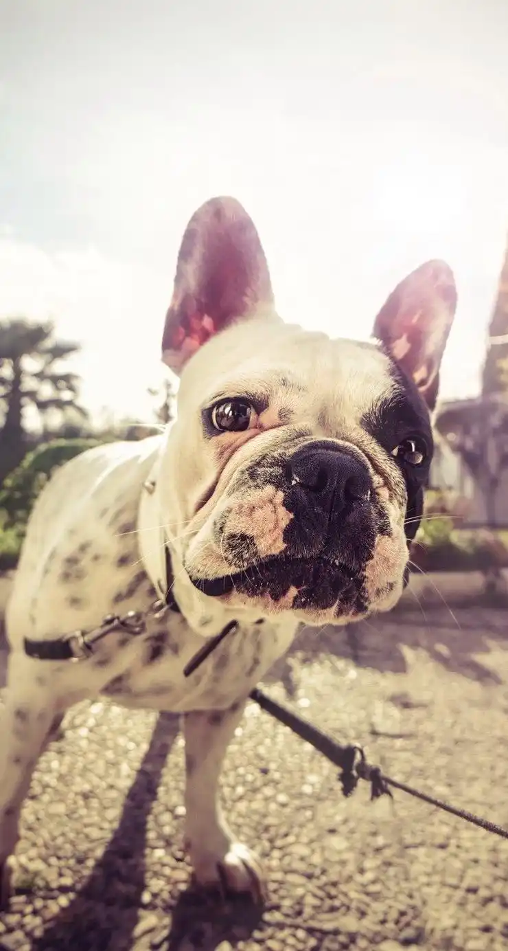 超萌可爱狗狗手机壁纸