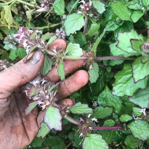 白毛夏枯草枯草新鲜破血丹苦地筋骨500g包邮草药其他药食同源食品