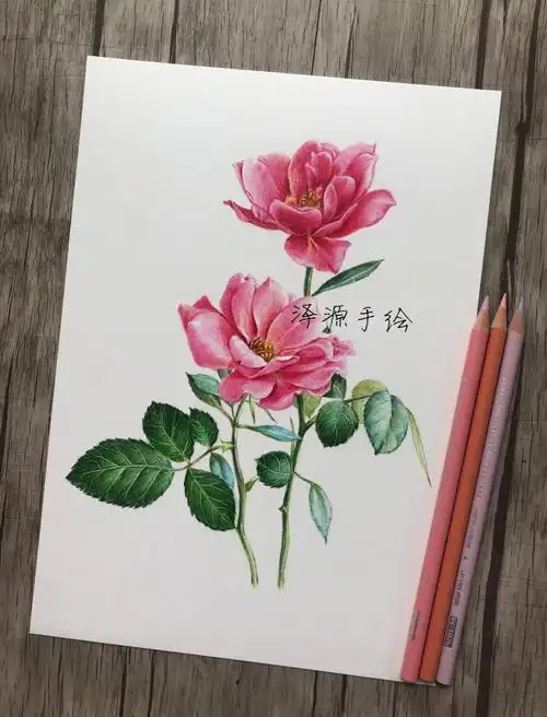 彩铅花卉教程彩铅月季二朵附素材图