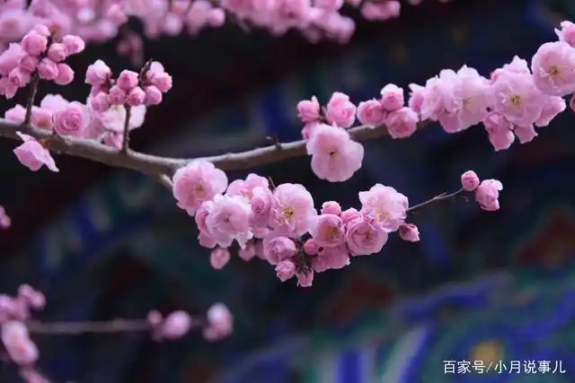 第一次见识这个梅花品种:丰后梅.周赏亭的丰后梅开的正艳!