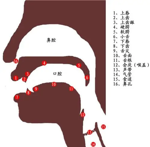 宏亮无法打开声音的原因有两个:1没有充分利用共鸣器官2气息不稳(方法