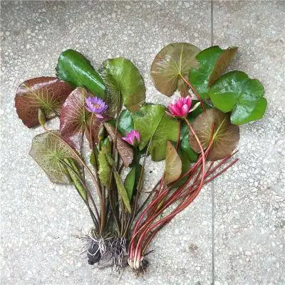 成品苗池塘水池鱼缸睡莲苗带花苞盆栽睡莲四季水培植物大睡莲根茎