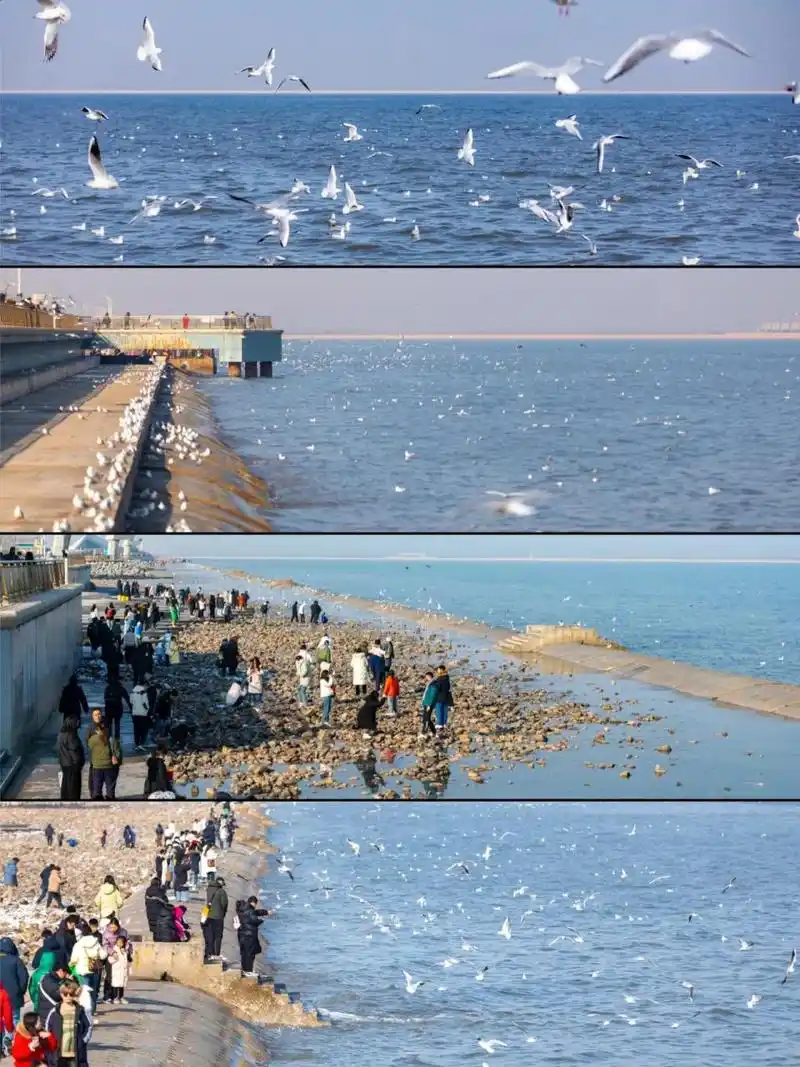 东疆亲海公园 上东湾民宿到达海边仅需十几分钟 92海鸥77日出