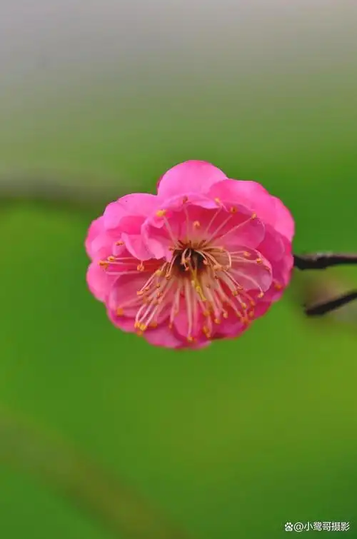《红梅报春》摄影图片欣赏