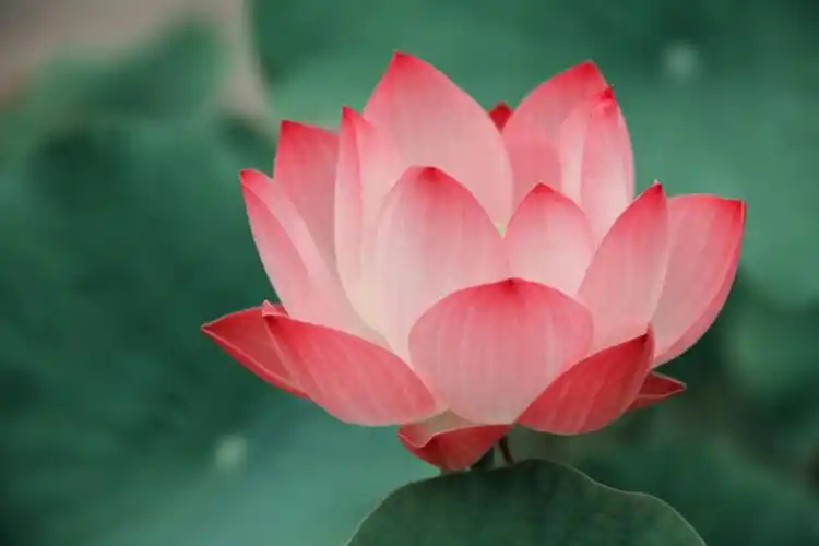 每个人心中都有一朵盛开的莲花