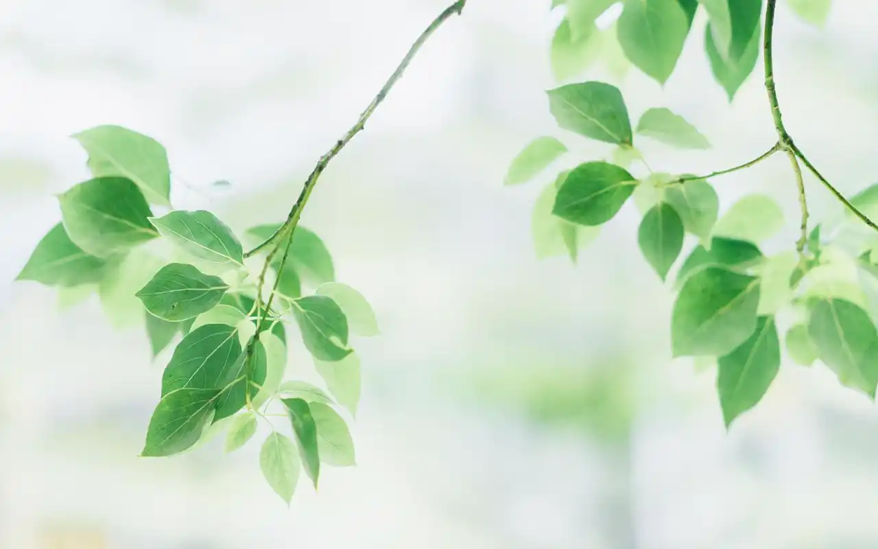 小清新静物唯美意境夏日夏天高清壁纸