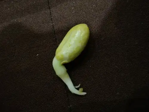 花生的身上布满了黄点,根上开始发黄,在他的芽上长了一个包,好像是