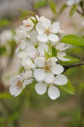 梨花图片 好看的梨花图片 梨花植物图片