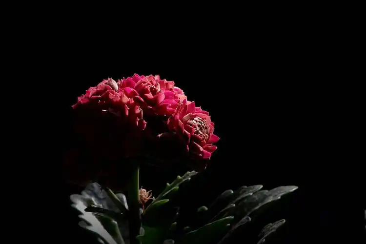 逆光下黑色背景长寿花图片花卉花朵鲜花长寿花