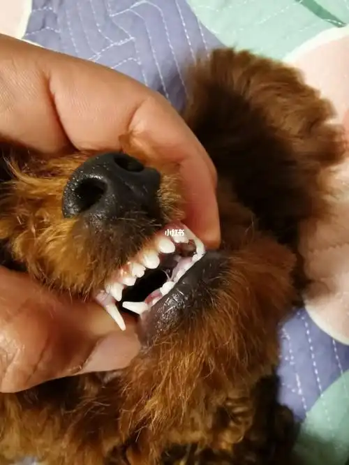 请大家帮忙看看狗狗牙齿是不是双排牙