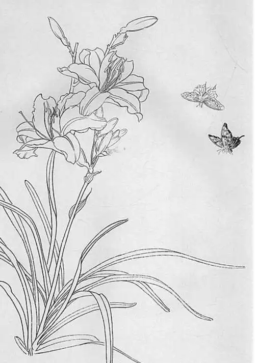 精美工笔画白描蝴蝶图片欣赏