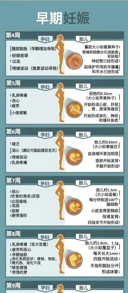 下边这一组图告诉你,怀孕后的每一周你和胎儿都会有哪些变化:当得知
