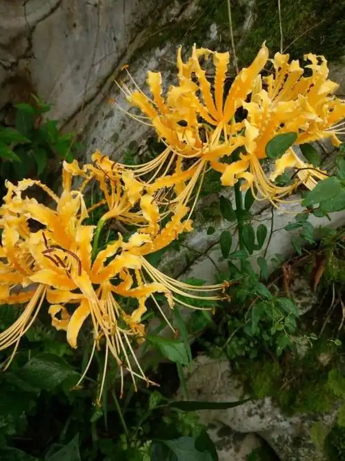 漂亮的花都有毒38种大毒花一定要认识不吃亏