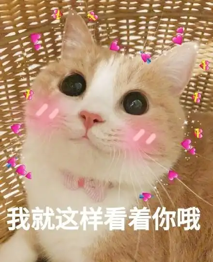 我就这样看着你哦(猫咪)_猫咪_看着_这样表情