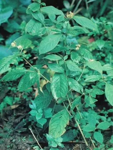 一天一学,中药-川牛膝(台:三百)