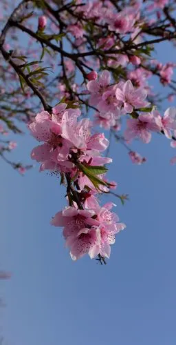 【图片5】几枝野桃花 !--蜂鸟论坛照片套图