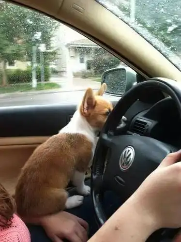 柯基犬是出了名的腿短 当它们开始学开车的时候简直笑尿了 纸箱房车