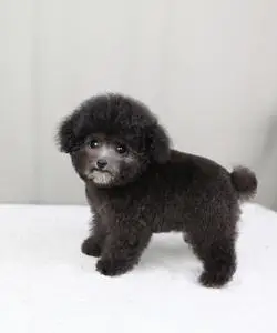 纯种健康的爆毛灰泰迪犬幼犬幼崽活体视频挑选 灰色泰迪幼犬