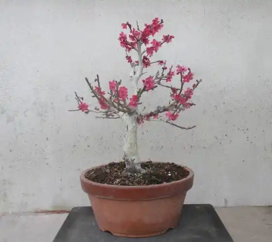 花物盆栽 ◆梅 (红千鸟)◆ 钵 9号