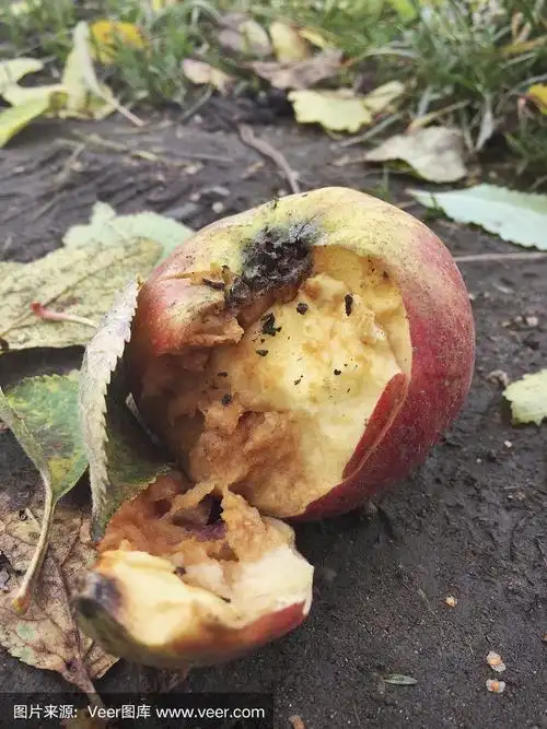 地上的烂苹果