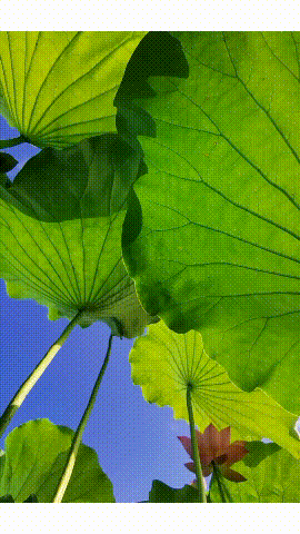 荷花开了!三明这些赏花胜地,今年夏天不容错过