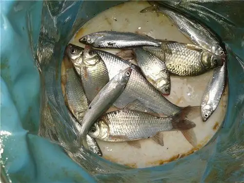 [原创]秋分钓秋鱼 雨停风息天闷口少