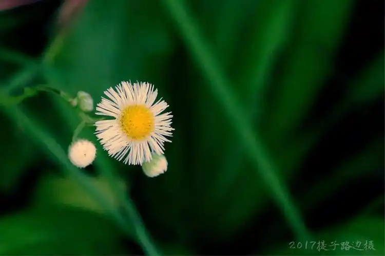 纯朴清新盛开的小花
