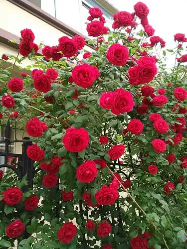 看图写话(四)——我家蔷薇花🌸 - 美篇