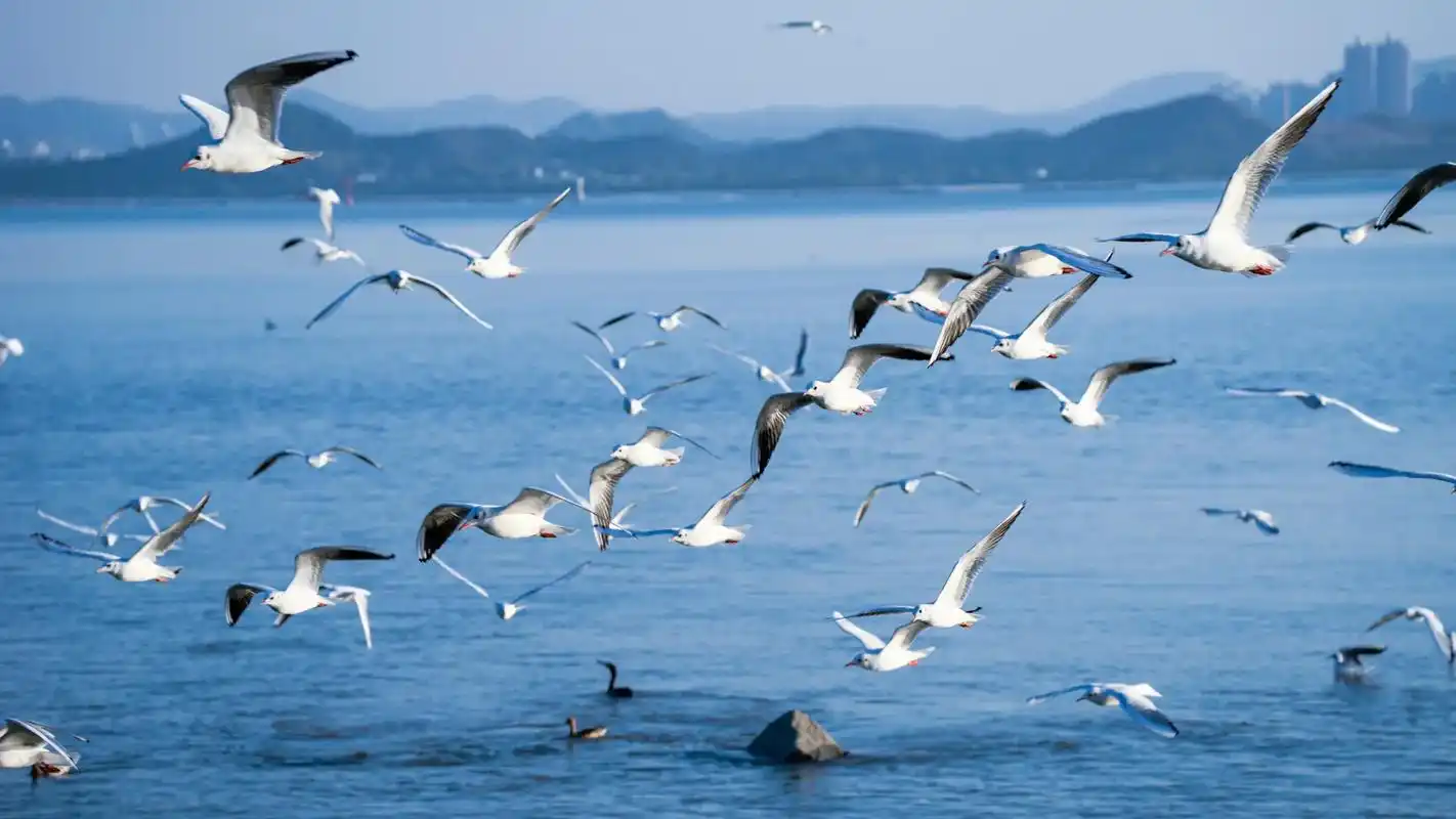 "很多朋友要海鸥图片 你们自取保存"#摄影 #海鸥 #抖音图 - 抖音