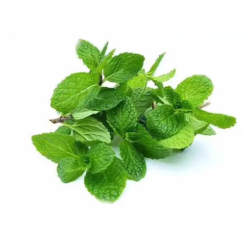新鲜薄荷叶可食用留兰香薄荷调酒装饰食用泡水香料蔬菜500g可开发票