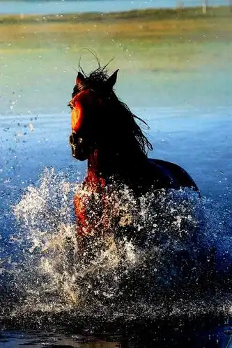 乌兰布统奔驰的骏马