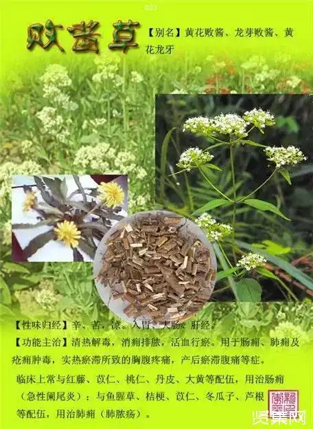 100种中草药大全名字和图片形态及功效主治