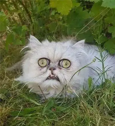 天津这只猫因为长得太丑火了
