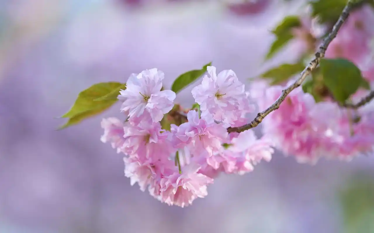 小清新晚樱唯美高清桌面壁纸