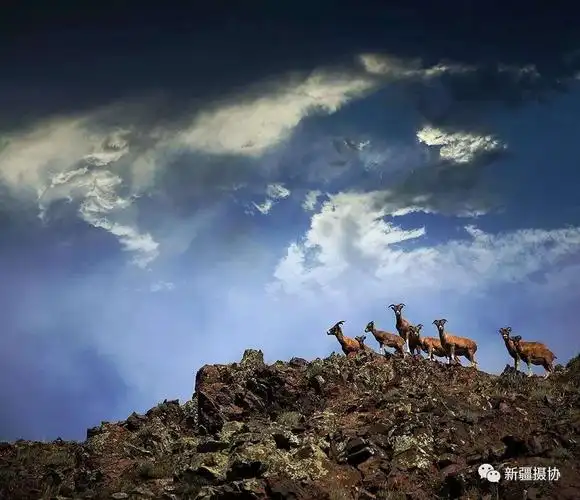 咱们新疆好地方-2