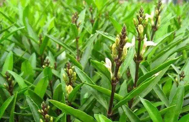 小驳骨的功效与作用