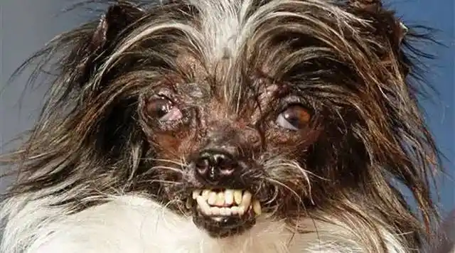 世界上最丑的狗,长了张亲娘都不能忍的脸