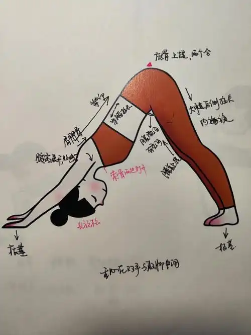 做好下犬式是瑜伽的入门.