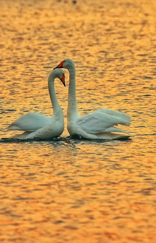 暖暖的朝阳下,一对天鹅依偎在一起,好像一对情侣在谈情说爱,这忠贞不