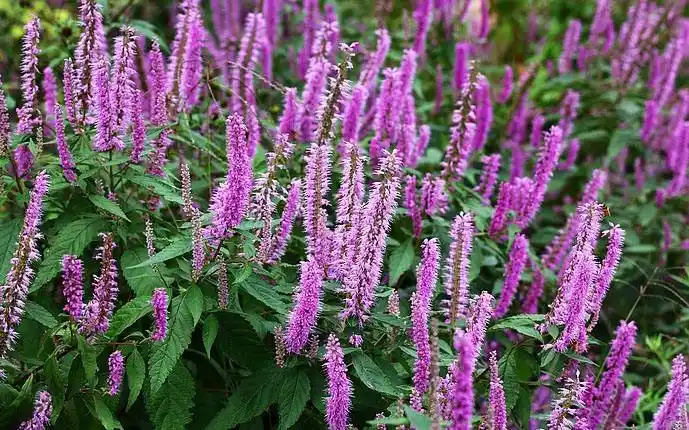 香薷饮片的图片什么样_中华康网