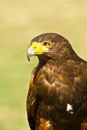 老鹰图片_图片大全