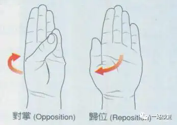 拇对掌拇内收外展拇屈伸腕的运动前臂旋前旋后肘屈伸肩水平伸展肩水平