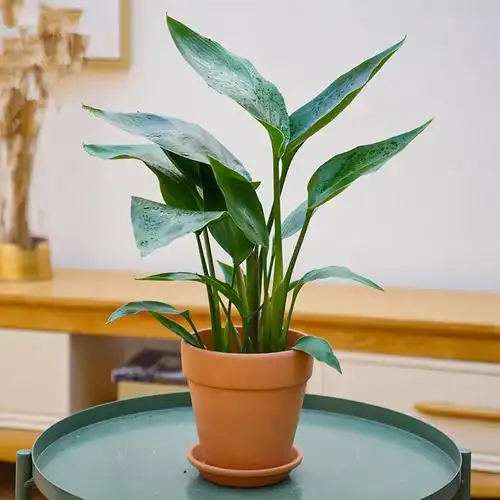 鹤望兰天堂鸟盆栽办公室内净化空气绿植花卉客厅吸甲醛大型盆景苗高度